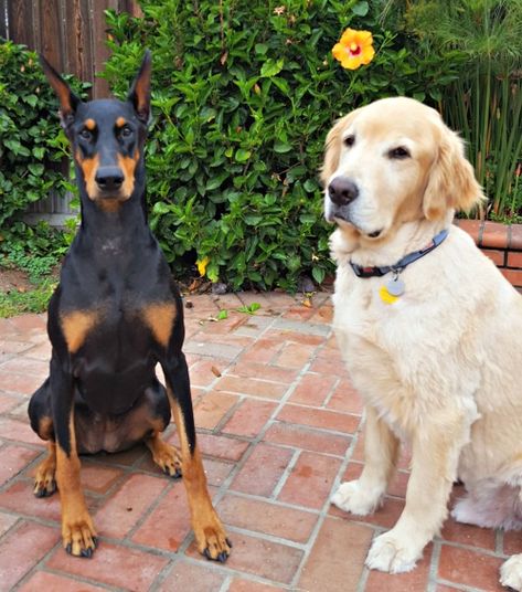 Doberman And Golden Retriever, Golden Retriever Girl, National Dog Day, Horse Wallpaper, Dog Day, Three Dogs, Dog Boarding, How Big Is Baby, The Dogs