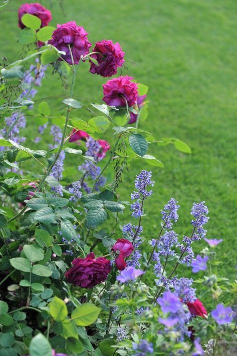 26 Companion Plants for Roses to Keep Pests Away Companion Planting Flowers, Companion Plants For Roses, Rose Companion Plants, Best Companion Plants, Small House Garden, Bush Garden, Herb Garden Design, California Native Plants, Garden Inspo