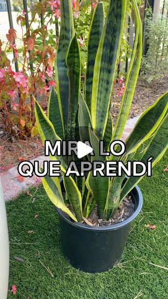 Ideas Para Jardines Pequeños, Ideas Para Jardin, Plantas Exterior, Plants Care, Sansevieria Plant, Bird Houses Ideas Diy, Christmas Gift Basket Ideas, Flower Garden Design, Deck Decorating Ideas On A Budget