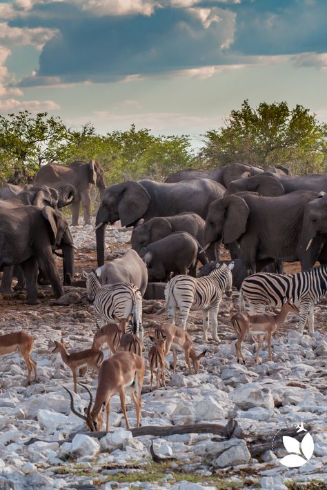 Etosha National Park Namibia, The Big 5 Africa Animals, Namibia Travel, Etosha National Park, Travel Africa, Africa Animals, Serengeti National Park, Nature And Wildlife, Location Inspiration