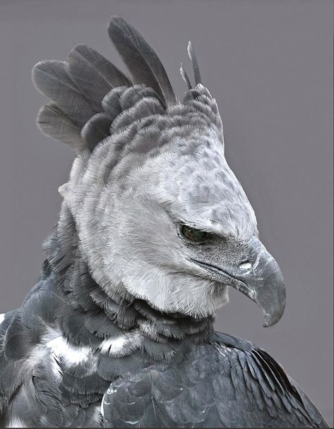 The largest, most powerful raptor living in the rainforests of Central and South America. Status: near threatened. Harpy Eagle Photography, Harpy Eagle Aesthetic, Harpie Eagle, Eagle Reference, Feathered Raptor, Raptor Bird, Types Of Eagles, Horses Funny, Rare Albino Animals