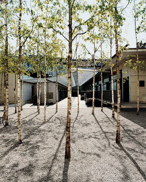 Dwell - Zurich, Switzerland Landscape And Urbanism, Zurich Switzerland, Birch Trees, Garden Trees, The Grove, Landscape Architect, Modern Garden, Pinterest Board, Zurich