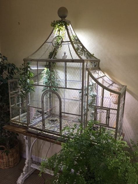 Birdcage Ideas Pet, Bird Cage In Garden, Cool Bird Cages, Canary Bird Cage Ideas, Diy Birdcage For Birds, Budgie Enclosure, Parrot Cage Ideas Design, Parakeet Cage Ideas Diy, Budgie Cage Ideas