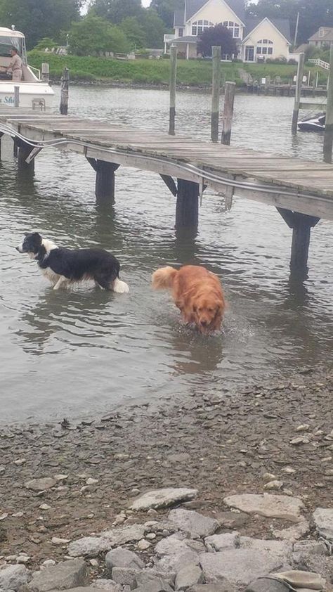 Billy the border collie and Max the golden retriever at the Chesapeake Bay. Border Collie And Golden Retriever, Real Dog, Border Collie Dog, Dog People, Herding Dogs, Golden Retriever Puppy, Chesapeake Bay, Best Dog Breeds, Border Collie