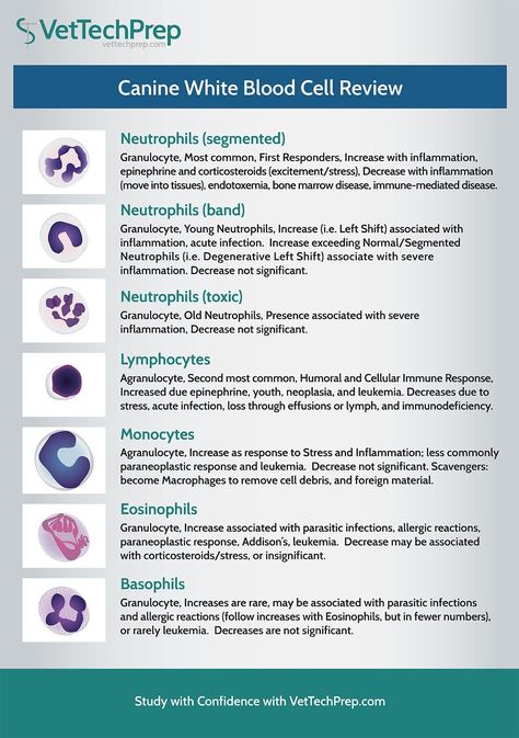 Infographic: Canine White Blood Cell Review Veterinarian Technician, Vet Tech School, Veterinary Tech, Vet Tech Student, Vet Technician, Veterinary School, Veterinary Assistant, Vet Medicine, Medical Laboratory Science