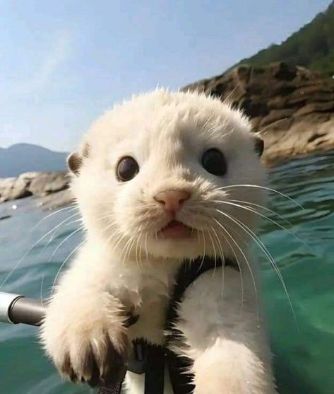 Cute Animals Real, Really Cute Animals, Cute Animals Profile Pictures, Random Animals, Cute Pets Aesthetic, White Otter, Real Animals, Animals Background, Cute Baby Seal