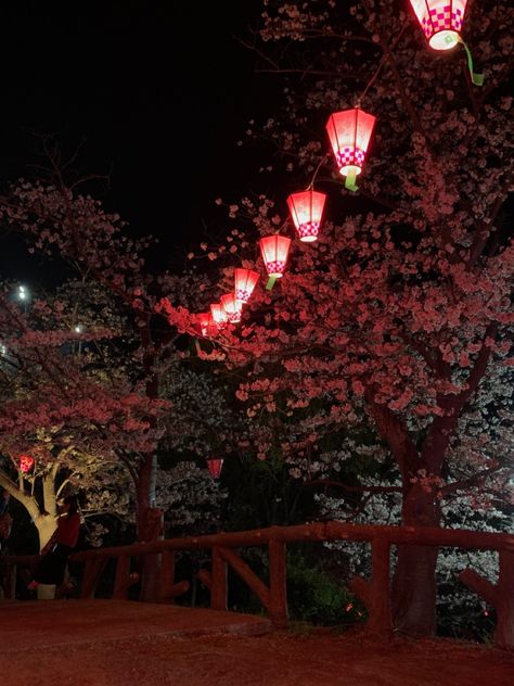 #japan #cherryblossoms #spring #night #fyp Cherry Astethic, Japan Cherry Blossom Festival, Cherry Blossom Night, Cherry Blossoms At Night, Cosplay Background, Fictional Country, Seoul Night, Sakura Trees, 3 Aesthetic