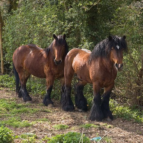 Draft horse :: Blue roan Brabant Draft Horse stallion. Description from pinterest.com. I searched for this on bing.com/images Belgian Draft, Farm Horses, Pony Breeds, Horse Show Clothes, Barrel Racing Horses, Draft Horse, Big Horses, Work Horses, Friesian Horse