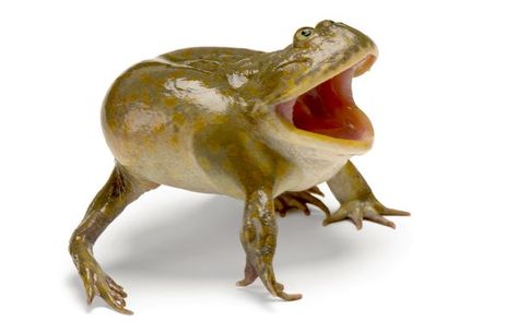 Budgett's frog (Lepidobatrachus laevis), South America Baltimore Aquarium, Frog Species, Joel Sartore, Pet Frogs, Frog Pictures, 3d Figures, Funny Frogs, Endangered Animals, A Frog