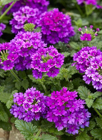 Tired of your annuals not making it through the summer? Try one of these new varieties built to last #Annuals #SummerGarden #PatioGarden #ContainerGarden #HangingBasket #GardenGateMagazine Purple Annuals, Purple Flowers Garden, Rock Garden Plants, Flower Pot Design, Backyard Garden Landscape, Container Gardening Flowers, Garden Aesthetic, Flower Landscape, Annual Flowers