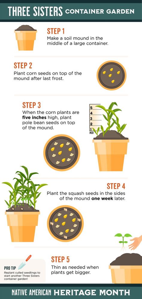 Grow Corn In Containers, Planting Corn In Containers, Three Sisters Gardening, Three Sisters Garden Layout, 3 Sisters Planting Guide, Corn Beans Squash Three Sisters, Three Sisters Planting Method, 3 Sisters Garden, Three Sisters Garden