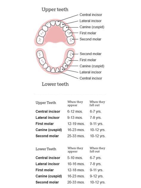 Baby teething chart: order of appearance and loss Tooth Loss Chart, Baby Teething Chart, Loss Images, Teeth Chart, Teething Chart, Mouth Hygiene, Anatomy Notes, Milk Teeth, Tooth Chart