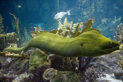 Green moray eels have an adaptive mucus covering on their skin that makes them slimy to the touch. With this slime coat, they can slip into the tightest cracks in reefs with ease without damaging their skin. Here they will lie and wait in darkness with their mouths gaping open for unsuspecting prey. Chicago Aquarium, Moray Eel, Shedd Aquarium, Pretty Fish, Sea Tattoo, Animals Care, Marine Fish, Aquatic Animals, Animal Projects