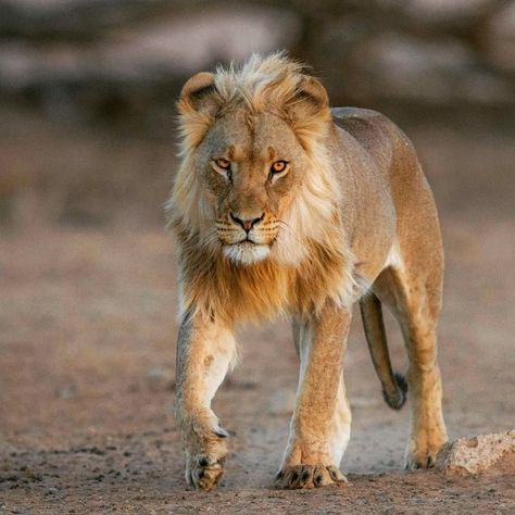 @lions Blondie.⠀ Phot Lineart Ideas, Lion Reference, Lion Background, Lion Lioness, Lion Sketch, Panthera Leo, Lion Photography, Lions Photos, King Lion