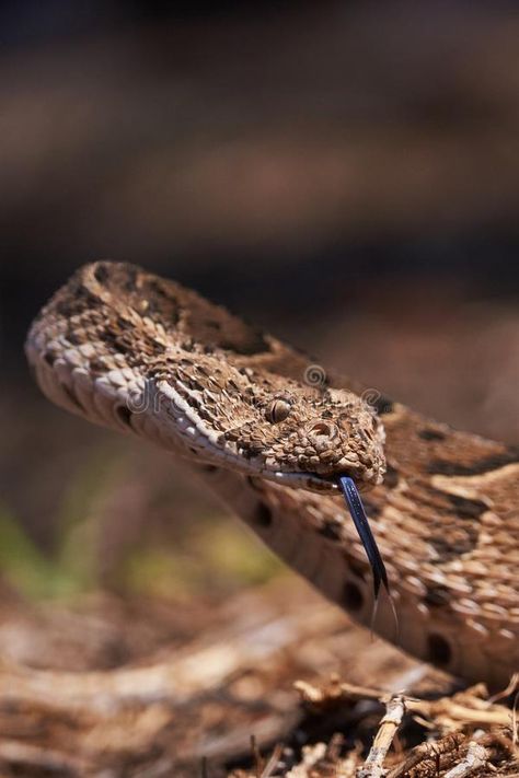 Adder Snake, Puff Adder, Snake Bite Piercing, Cute Snake, Snake Art, Snake Bites, Animal Nails, Snake Jewelry, Snake Necklace