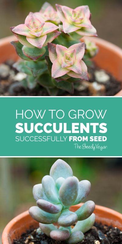 Growing Succulents From Seed, Growing In Pots, Grow Succulents, Cactus Seeds, Succulent Seeds, Propagating Succulents, Types Of Succulents, Growing Succulents, Succulent Gardening