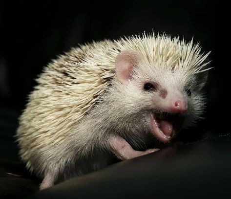 CUTE ANGRY HEDGEHOG (Egel) Angry Hedgehog, Ferret, Animals