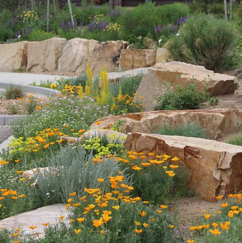 When To Plant Garden, Colorado Landscaping, Boulder Garden, Native Plant Landscape, Australian Native Garden, Sustainable Landscaping, Native Plant Gardening, Australian Native Plants, Cottage Garden Plants