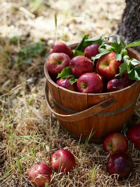 DECEMBER 2 IS RED APPLE  DAY  /https://www.timeanddate.com/holidays/fun/eat-a-red-apple-day/ Cooking With Apples, Apples For Baking, Best Apples For Baking, How To Make Applesauce, Apple Farm, Cooked Apples, Fall Apples, Harvest Time, Apple Picking