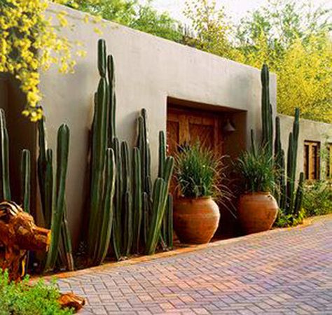 Sunset--Phoenix-garden-cactus-wall Mexican Courtyard, Mexican Garden, Modern Courtyard, Courtyard Design, Cottage Garden Design, Front Patio, Desert Garden, Contemporary Cottage, Cactus Garden