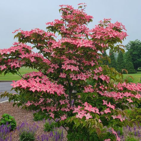 Scarlet Fire Dogwood, Chelsea Garden, Fuchsia Flower, Backyard Plants, Planting Plan, Purple Trees, Flower Garden Design, How To Attract Birds, Pretty Plants