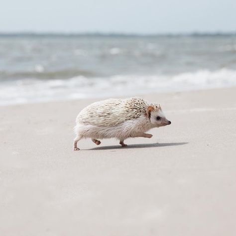 Running from #Monday like... Hedgehog Running, Mini Hedgehog, Heghehog Pet, Hedgehog Pet Aesthetic, Hedgehog Screaming At The Ground, Kinds Of Animals, Hedgehog Meme, Out At Night, Hedgehog Pet