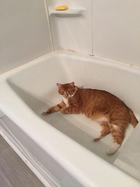 Marshal loves the bathtub Real Followers, Instagram Growth, Orange Cat, About Cats, Cat Memes, Cat Breeds, Instagram Followers, Cute Cat, Funny Cats