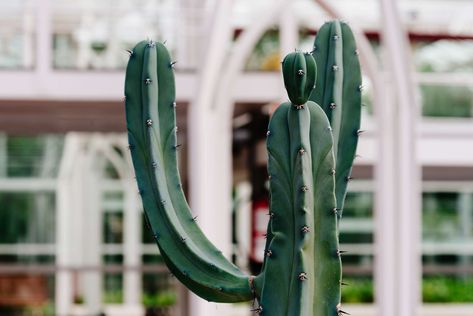 Small Cactus Plants, Cactus Farm, Cactus For Sale, Cactus House, Grafted Cactus, Tall Cactus, Large Cactus, Cactus House Plants, Indoor Cactus