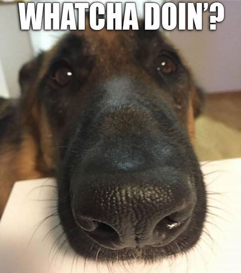 Whatcha Doin, German Shepherd Memes, Funny German Shepherd, German Shepherd Funny, Dog German, Funny Dog Memes, Shepherd Puppies, Animal Jokes, German Shepherd Puppies