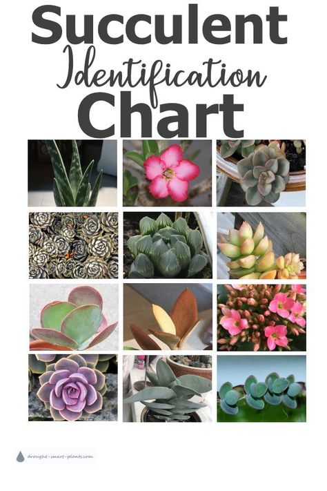 Identify your succulent with this chart Succulent Names, Tanaman Sukulen, Types Of Succulents Plants, Kaktus Dan Sukulen, Succulent Landscape Design, Succulent Garden Indoor, Flowering Succulents, Succulent Garden Design, Succulent Landscaping