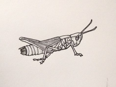 Grasshopper Tattoo Design, Grass Hopper Tattoo, Grasshopper Sketch, Bug Tattoo Design, Grasshopper Tattoo, Cricket Tattoo, Patience Tattoo, Inktober Prompts, Nature Sleeve