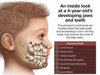 An inside look at a 4-year old's developing jaws and teeth. The permanent tooth buds are located below the baby teeth and are starting to form. As they remove the roots of the baby teeth. #PediatricDentistry #Dentistry #Dentist #Dental Childrens Dental Health, Teeth Anatomy, Registered Dental Hygienist, Dental Hygiene School, Dental Anatomy, Dental Facts, Pediatric Dental, Dental Life, Tooth Replacement