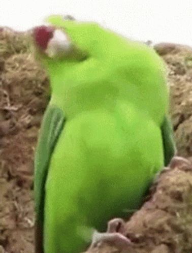 Parrot Gif, Friday Gif, Panda Gif, Animal Fails, Funny Parrots, Bird Gif, Parrot Bird, Cute Panda, Cute Gif