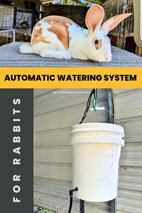 DIY Automatic Watering System For Rabbits – 5 gallon bucket feeds to multiple cages for easy watering. Rabbit Watering System, Rabbit Waterer, Raising Meat Rabbits, Three Rabbits, Rabbit Water Bottle, Raising Rabbits For Meat, Automatic Waterer, Rabbit Farm, Automatic Watering System