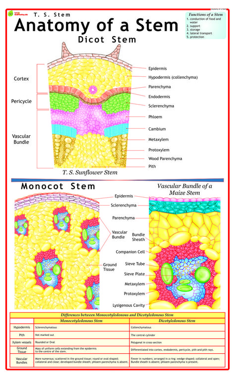 Photosynthesis In Higher Plants Notes, Photosynthesis In Higher Plants, Botany Notes, Photosynthesis Activities, Plant Lessons, Biology Plants, Plant Physiology, Plant Pathology, Plant Notes