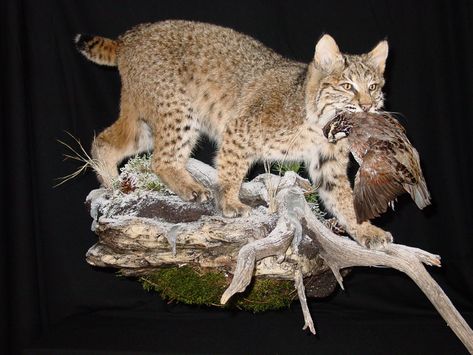 Bobcat & Quail Bobcat Mounts, Deer Mount Ideas, Hunting Man Cave, Duck Mount, Taxidermy Decor, Deer Antler Decor, Animal Taxidermy, Taxidermy Display, Deer Mounts