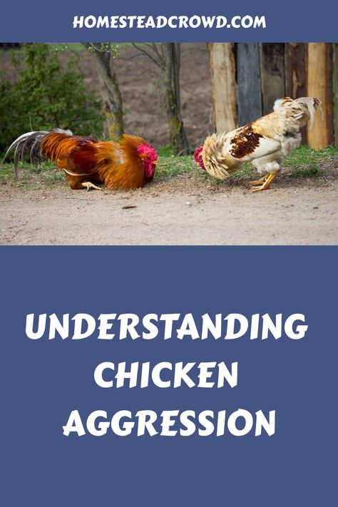 Understanding the dynamics within a chicken flock is essential to prevent potential conflicts that may lead to aggression. Chickens may resort to violence for reasons such as establishing a pecking order or out of sheer boredom. By implementing proper management practices and providing attentive care, it is possible to maintain harmony within the flock and reduce the risk of fatal confrontations among chickens. Learn more about fostering a peaceful environment for your feathered companions to th Hen Coop, Chicken Pecking, Chicken Brooder, Chicken Flock, Aggressive Behavior, Pecking Order, Raising Chicks, Chicken Owner, Chicken Tractor