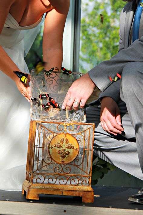 Do a butterfly release at your ceremony! We have many more great ideas at the Butterfly Pavilion to make you wedding the event of the year! Butterfly Release Wedding, Butterfly Release, Butterfly Farm, Butterfly Pavilion, Wedding Sites, Offbeat Wedding, Pavilion Wedding, Winter Parties, Wedding Spot