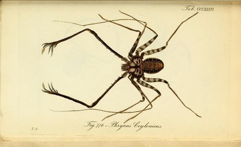 Amblypyge (Phrynus ceylonicus) PRYNIDAE Tailless Whip Scorpion, Whip Spider, Whip Scorpion, Vintage Drawings, Spider Illustration, Witch Party, Guided Art, Giant Spider, Vintage Drawing