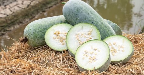 Winter melons are known by many names depending on where in the world you happen to be. Benincasa hispida is called the wax gourd, ash pumpkin, pethakaddu, dong gua, and more. After harvest, it’s the kind of mild fresh produce that takes on whatever flavor you infuse it with, so it’s popular in Asian soups […] Home Remedies For Fever, Ash Gourd, Asian Plants, Sup Ayam, Cucumber Beetles, Winter Melon, Types Of Fruit, Asian Soup, Traditional Medicine