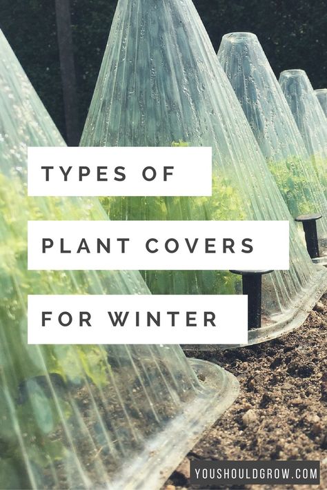 Protect Plants From Frost, Frost Protection For Plants, Growing Winter Vegetables, Winter Vegetables Gardening, Outside Plants, Backyard Vegetable Gardens, Winter Vegetables, Winter Plants, Plant Covers