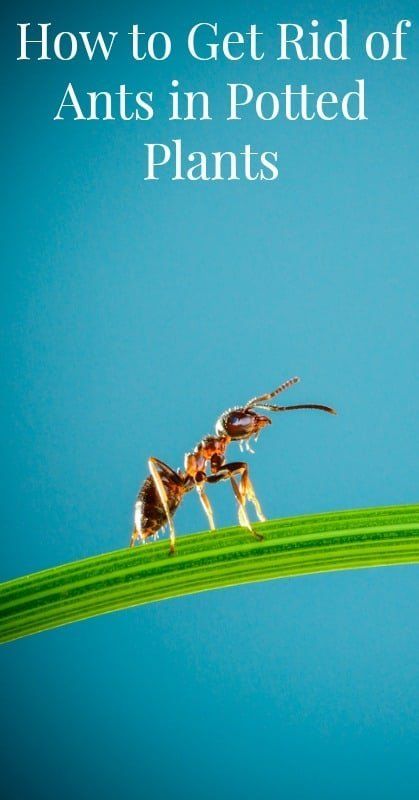 Ant Repellent, Organic Insecticide, Ants In House, Ant Infestation, Kill Ants, Rid Of Ants, Get Rid Of Ants, Fire Ants, Potted Plants Outdoor