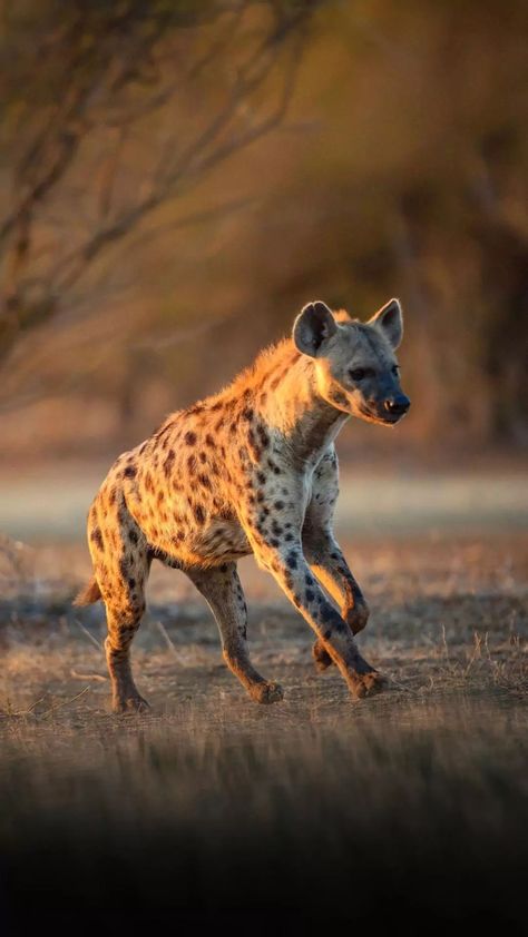 Spotted Hyena Photography, Hynas Animal, Hyena Animal, Carnivorous Animals, Spotted Hyena, Jungle Photography, Wild Animals Photography, Wild Animals Pictures, African Wildlife