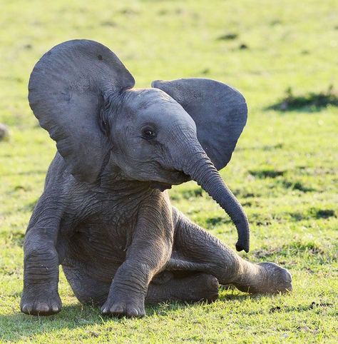 35+ Reasons Why Baby Elephants Are The Cutest Animals Ever | Bored Panda Elephant Pictures, Elephant Love, African Elephant, Cute Elephant, An Elephant, Morning Yoga, Sweet Animals, Animal Photo, Baby Elephant