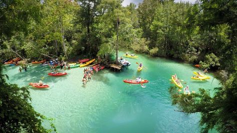 5 Things To Do At Weeki Wachee Springs - Every Day A Vacation Wiki Wachee Springs Florida, Weekie Watchie Springs, Weeki Wachee Florida, Weeki Wachee, Florida Parks, Tandem Kayaking, Florida Destinations, Natural Spring Water, Florida Springs