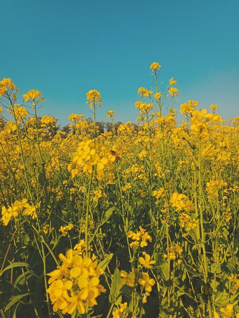 Mustard field from eye of bees Calm Yellow Aesthetic, Sunny Farm Aesthetic, Mustard Field Aesthetic, Mustard Aesthetic Wallpaper, Mustard Yellow Aesthetic Wallpaper, Mustard Yellow Aesthetic, Mustard Aesthetic, Mustard Field, 2024 Colors