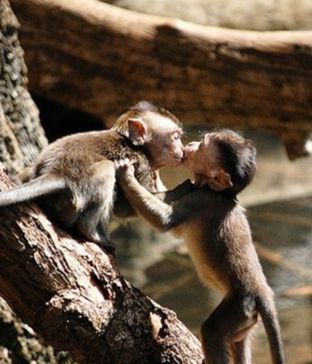 Kissing Monkeys Cute Animals Kissing, Red Panda Cute, Animals Kissing, Baby Monkeys, Puppy Kisses, Cute Monkey, Baboon, Primates, Sweet Animals