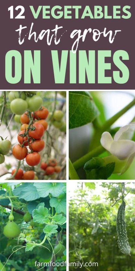 12 Best Climbing Vegetables That Grow On Vines: Space-Saving Tips 28 Climbing Vegetables, Tomato Vine, Vegetable Plants, Pole Beans, Farm Crafts, School Food, Diy Garden Projects, Planting Vegetables, Start Now