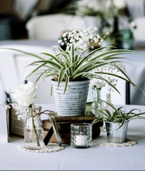 Antique/vintage books, assorted bottles/votives w/minimal white flowers. Only a few roses here the  simple filler ie. baby’s breath, queen anne lace. Favors: potted spider plants incl. card w/how to care them! Doilies and battery rice lights added for romance. Each table had a picture of friends or family in an old tiny frame, which could also be used for table numbers if you have assigned seating (we didn’t) so these made for good conversation starters too! Houseplant Table Centerpiece, Real Plant Centerpieces, Spider Plant Centerpiece Wedding, Plant Centerpieces For Party, Potted Plant Centerpieces Wedding, Planter Centerpiece Wedding, Plants As Centerpieces, Potted Plant Centerpieces, Round Table Centerpieces