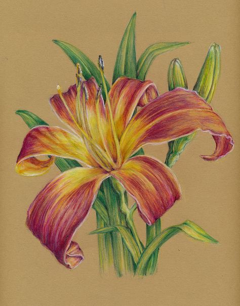 Colour Pencil Flower Drawing, Flower Color Pencil Drawing, Colour Pencil Shading Flowers, Pencil Colour Flowers, Nature Study Watercolor, Color Pencil Art Realistic Flowers, Flower With Pencil Colours, Colored Pencil Artwork Ideas, Pencils Art